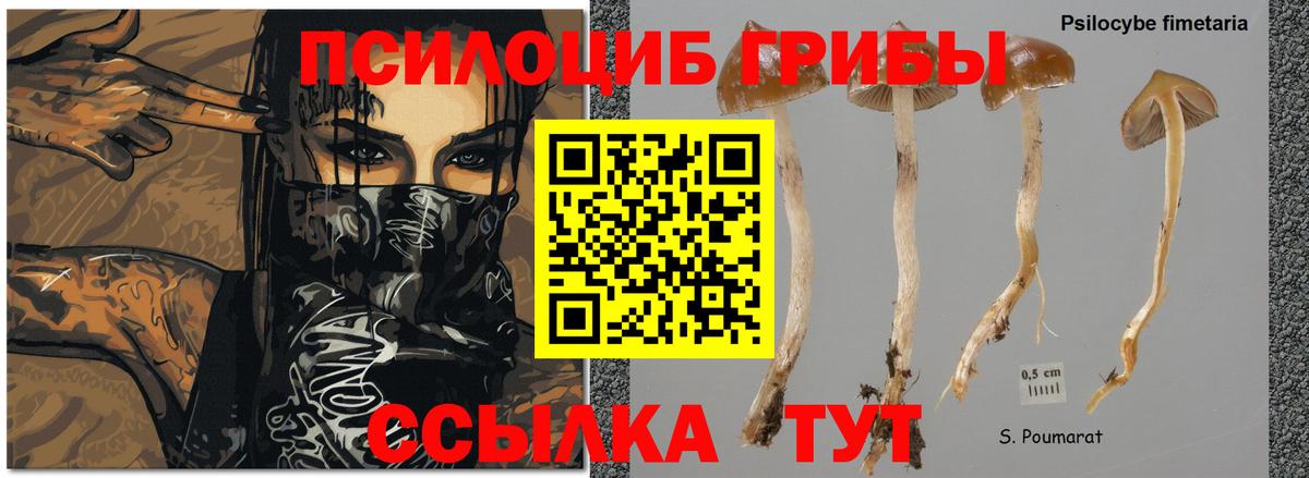 Галлюциногенные грибы Psilocybine cubensis Сафоново